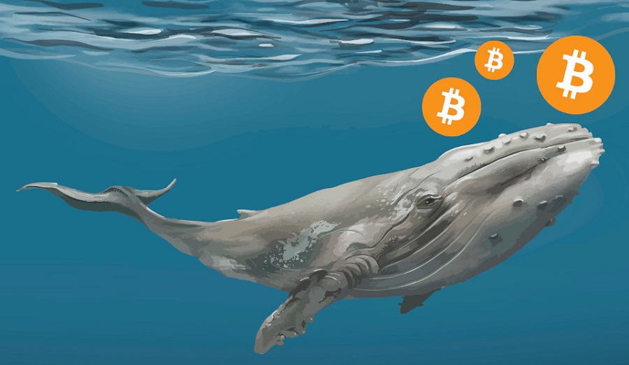 bitcoin whales