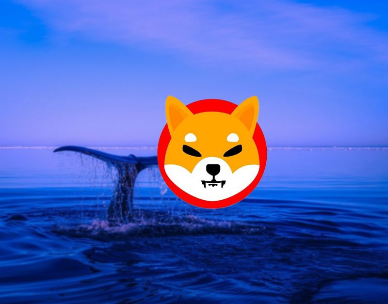 shiba inu whale