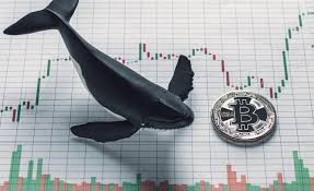 bitcoin whale